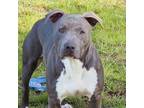 Adopt Mountain a Pit Bull Terrier