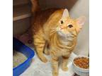 Adopt Dasher a Tabby