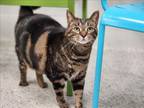 Adopt PAW REVERE a Domestic Short Hair