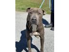 Adopt Tibo a Pit Bull Terrier