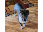 Adopt Milo (courtesy post) a Pit Bull Terrier