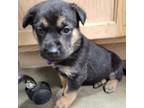 Adopt Peppers *purple a Shepherd, Mixed Breed