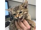 Adopt Trace a Tan or Fawn Tabby Domestic Shorthair / Mixed cat in Charleston