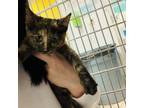 Adopt Rosie a Tortoiseshell Domestic Shorthair / Mixed cat in Charleston
