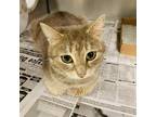 Adopt Nava a Gray or Blue Domestic Shorthair / Mixed cat in Charleston