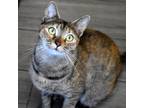 Adopt Dahlia a Tortoiseshell Domestic Shorthair / Mixed cat in Jupiter