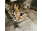 Adopt Pickles a Calico or Dilute Calico Domestic Shorthair / Mixed cat in