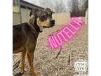 Adopt Nutella a Brown/Chocolate Shepherd (Unknown Type) / Mixed dog in