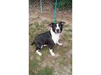 Adopt Estelle a Labrador Retriever / Mixed dog in Darlington, SC (37716932)