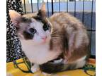 Adopt Prissy a Domestic Shorthair / Mixed (short coat) cat in Darlington