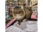 Adopt Tobias a Brown Tabby Domestic Mediumhair (medium coat) cat in Irwin