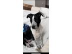 Adopt Tucker a Black - with White American Pit Bull Terrier / Mixed Breed