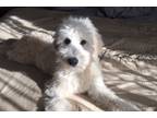 Adopt Sophia a Tan/Yellow/Fawn Golden Retriever / Poodle (Standard) / Mixed dog