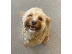 Adopt Nalla a Cavalier King Charles Spaniel / Poodle (Toy or Tea Cup) / Mixed