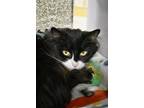 Adopt Purrfect Poofball a All Black Domestic Longhair / Domestic Shorthair /