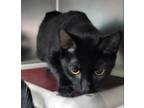 Adopt Tina a All Black Domestic Shorthair / Domestic Shorthair / Mixed cat in