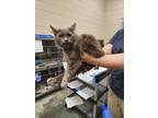 Adopt 2023-03-155 a Domestic Mediumhair / Mixed (medium coat) cat in Winder