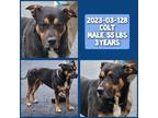 Adopt 2023-03-128 *Colt* a Rottweiler / Mixed dog in Winder, GA (37714754)