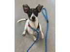 Adopt Lucy a Rat Terrier / Mixed dog in Lincoln, NE (37716651)
