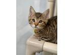 Adopt Amity a Brown or Chocolate Domestic Shorthair / Domestic Shorthair / Mixed