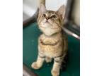 Adopt Abnegation a Brown or Chocolate Domestic Shorthair / Domestic Shorthair /