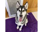 Adopt Luna a Gray/Blue/Silver/Salt & Pepper Husky / Mixed dog in Windsor
