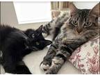 Adopt Mimi and Lulu a Brown Tabby Domestic Mediumhair / Mixed (medium coat) cat