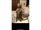 Adopt Munchkin a Brown Tabby Munchkin / Mixed (short coat) cat in Roscoe