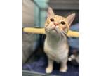 Adopt Clem a Orange or Red Domestic Shorthair / Domestic Shorthair / Mixed cat