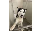 Adopt Odin a Black Husky / Mixed dog in Wantagh, NY (37716080)