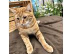 Adopt ALBUS a Orange or Red Domestic Shorthair / Domestic Shorthair / Mixed cat