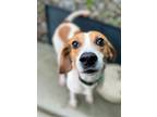 Adopt Milo a Hound (Unknown Type) dog in Roanoke, VA (37716043)