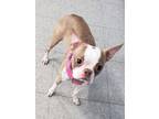 Adopt Blossom a Tan/Yellow/Fawn Boston Terrier / Mixed dog in Niagara Falls