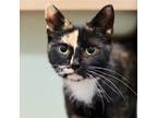 Adopt Indigo a Brown Tabby Domestic Shorthair / Domestic Shorthair / Mixed cat