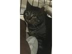 Adopt Scout a Brown Tabby Domestic Shorthair / Mixed (short coat) cat in