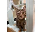 Adopt Essex a Gray or Blue Domestic Shorthair / Domestic Shorthair / Mixed cat