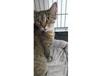 Adopt Zada a Tan or Fawn Domestic Shorthair / Domestic Shorthair / Mixed cat in
