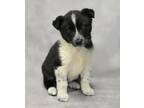 Adopt Taylor Snift a White Border Collie / Mixed dog in Evans, CO (37715743)