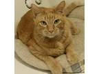 Adopt Dude (aka Bubba Kitty) a Orange or Red Tabby Domestic Shorthair (short