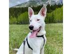 Adopt Benji a White Cane Corso / Australian Cattle Dog / Mixed dog in Canmore