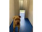 Adopt Johnny Bravo a Tan/Yellow/Fawn American Pit Bull Terrier / Mixed dog in