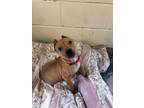 Adopt FALAFEL a Tan/Yellow/Fawn - with White American Pit Bull Terrier /