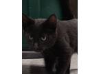 Adopt Todd a All Black Domestic Shorthair / Domestic Shorthair / Mixed cat in