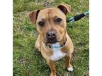 Adopt Brooklyn a Pit Bull Terrier / Mixed dog in Salisbury, MD (37710974)