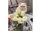 Adopt Oscar a Cream or Ivory Persian / Mixed (long coat) cat in Bellbrook