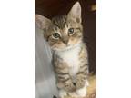 Adopt Elios a Tan or Fawn Tabby Domestic Shorthair (short coat) cat in
