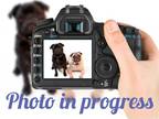 Adopt FONZI a Brown/Chocolate German Shepherd Dog / Mixed dog in Denver