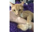 Adopt Lowe's a Orange or Red Domestic Shorthair / Mixed cat in Davenport