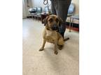 Adopt Sam a Tan/Yellow/Fawn German Shepherd Dog / Mixed dog in Elizabeth City