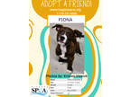 Adopt Fiona a Brown/Chocolate American Pit Bull Terrier / Mixed dog in Niagara